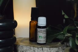 Miniature 2 du produit Huile essentielle BIO - Eucalyptus globulus 10 ml